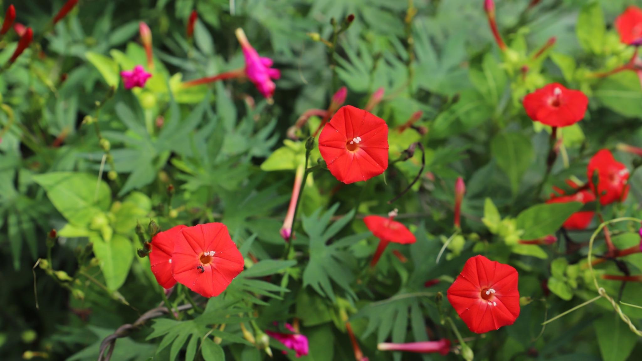 Cardinal Climber (Ipomoea quamoclit cardinalis)